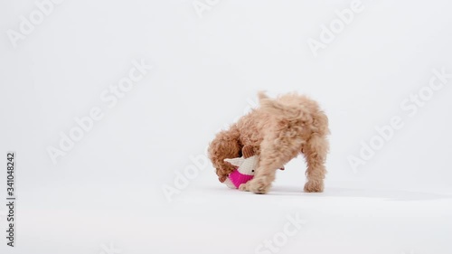 Cute little cockapoo puppy playing with toy in studio isolated on white background shot in 4k super slow motion