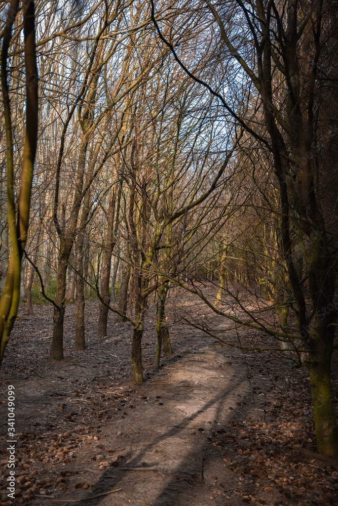 Fototapeta premium A Dense Forest in England During Dusk with some Tall Thin Trees