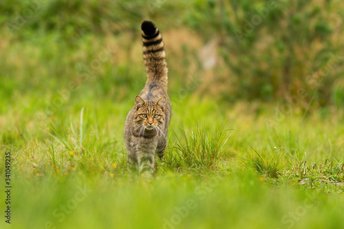 Curious european wildcat, felis silvestris, hunting with tail held high up on summer meadow. Elegant animal walking forward and looking into camera with green blurred background from front view. photo