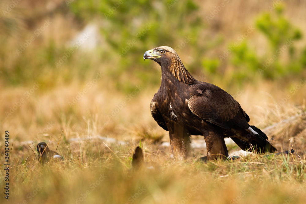 Alert golden eagle, aquila chrysaetos, sitting on the ground on meadow with dry grass in spring nature. Fierce bird of prey with sharp beak and massive body on meadow from front view with copy space. Alert golden eagle, aquila chrysaetos, sitting on the ground on meadow with dry grass in spring nature. Fierce bird of prey with sharp beak and massive body on meadow from front view with copy space.