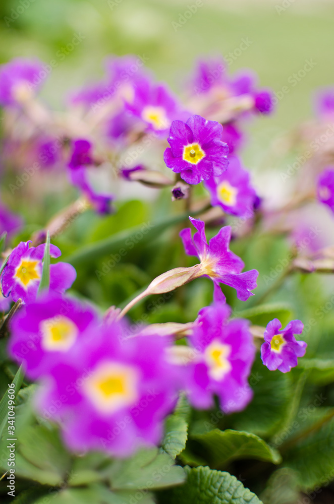 Small fragile primrose flowers bloom Small fragile primrose flowers bloom