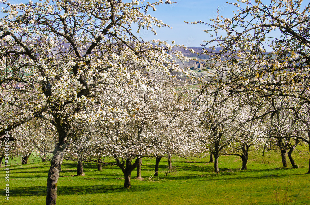 White and beautiful blooming cherry trees in a springtime landscape