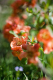 henomeles - Japanese quince blooms outdoors in spring