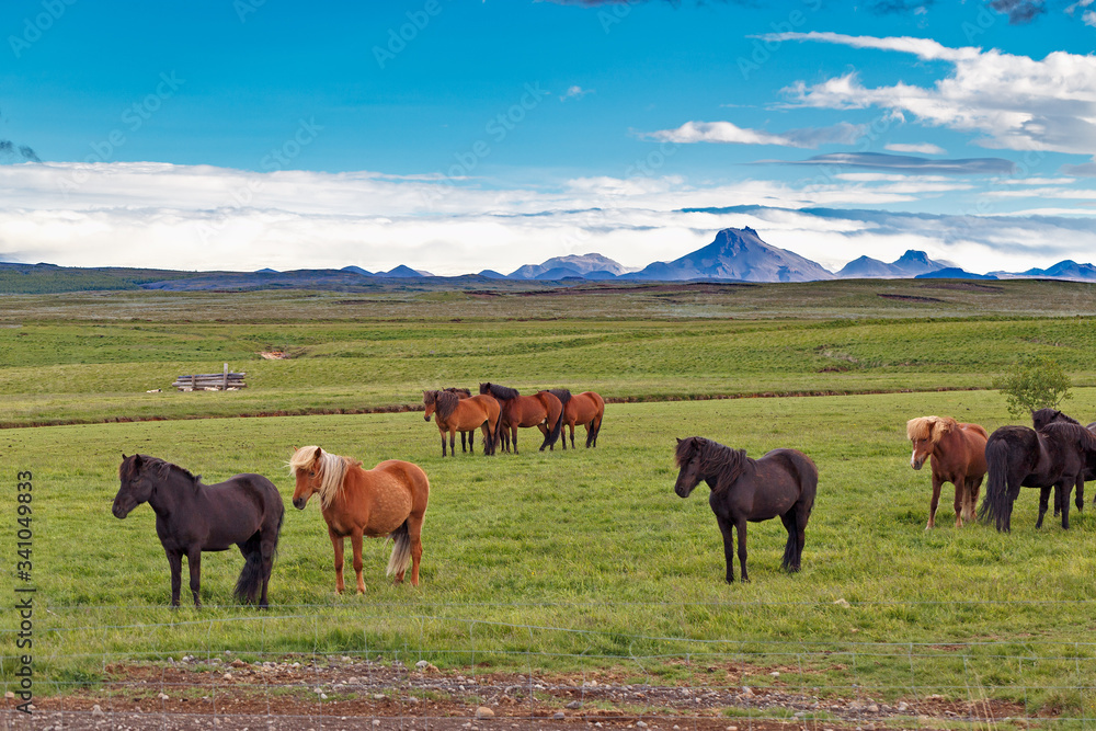 Traditional Icelandic breed of horses on green pasture at mountains background. Picturesque landscape of Iceland, by iconic travel destination - Golden Circle tourist route.