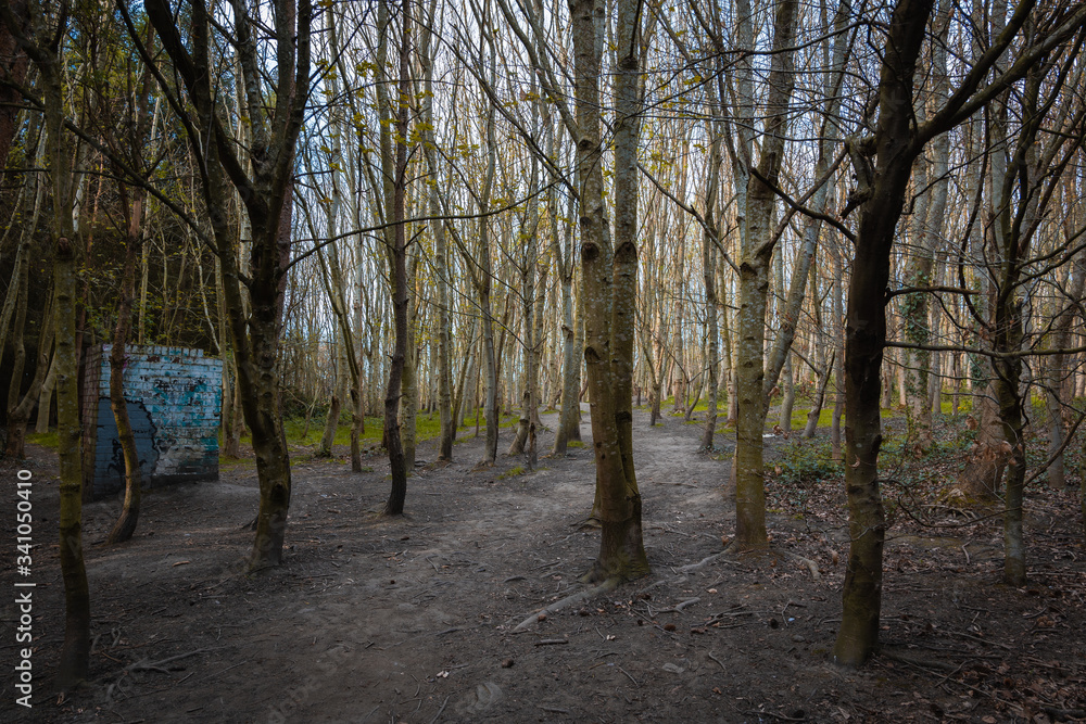 A Dense Forest in England During Dusk with some Tall Thin Trees A Dense Forest in England During Dusk with some Tall Thin Trees
