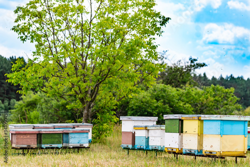 Beehives on a green meadow. Rural summer landscape. © Vadim