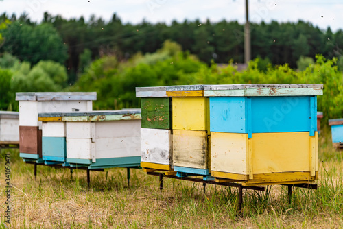 Coloured wooden beehives on meadow. Bees in flight