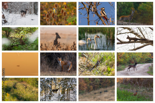 Collage with different wild animals from Timis County,Romania