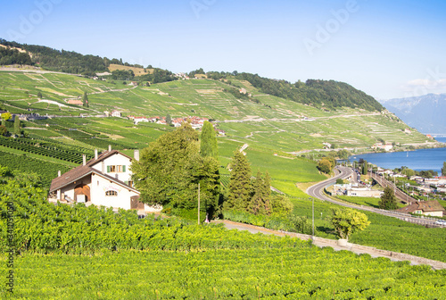 Vineyards in Lavaux region, Switzerland photo