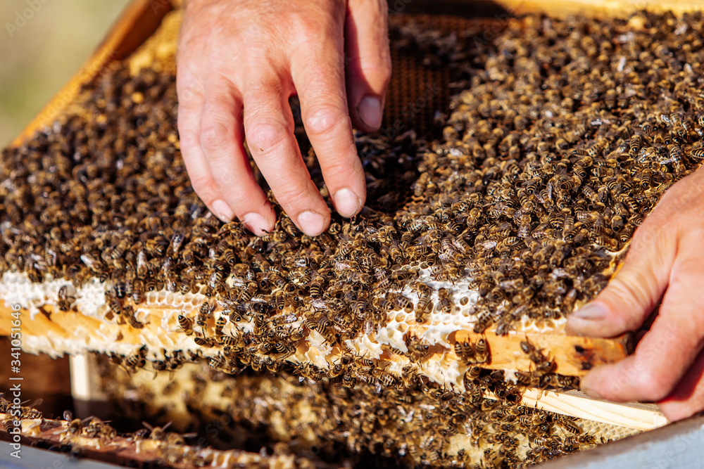 Beekeeper in an apiary holding a frame of honeycomb covered with swarming bees Beekeeper in an apiary holding a frame of honeycomb covered with swarming bees