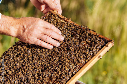 Frames of a bee hive. Beekeeper harvesting honey. Working bees on honey cells. Apiary concept.