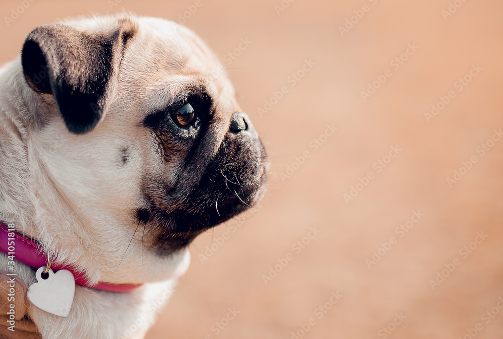 Obraz premium Portrait of beautiful cute puppy pug dog outdoors. Banner photo.