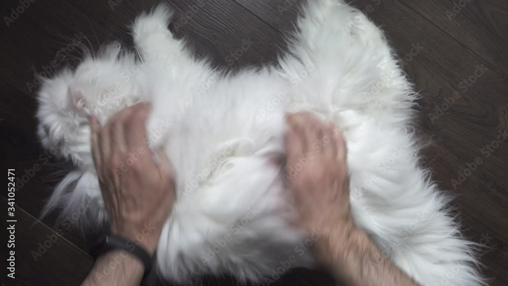 Man does massage to a white fluffy persian cat. Top view. Man does massage to a white fluffy persian cat. Top view.