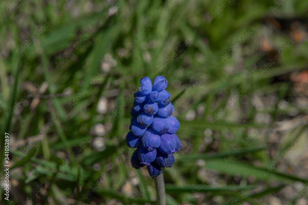 Muscari blue flower in green spring grass Muscari blue flower in green spring grass