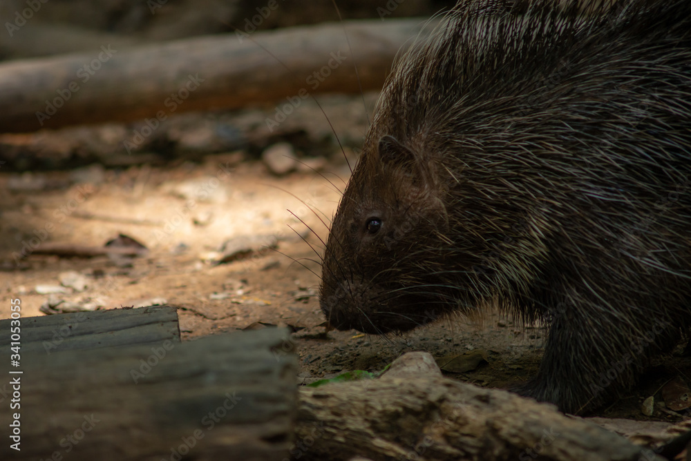 porcupine porcupine