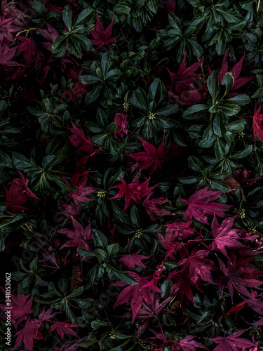 Wallpaper Mural Plants Red and Green Texture Torontodigital.ca