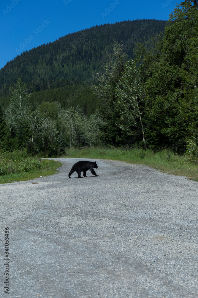 little black bear walks in a parking lot little black bear walks in a parking lot