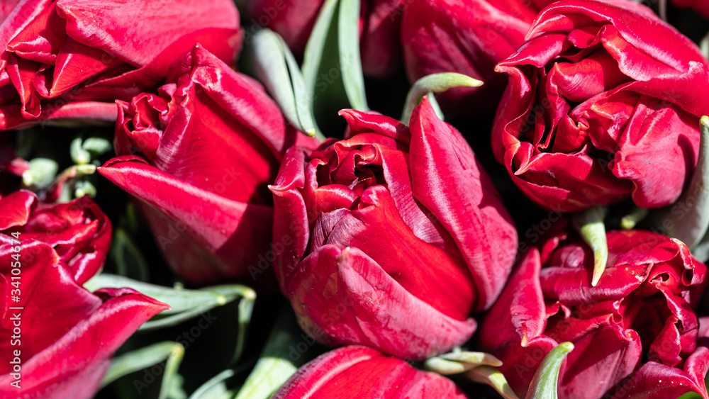a beautiful bouquet of red tulips