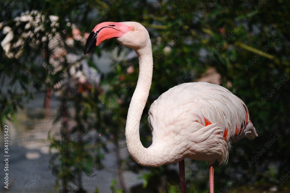 Fototapeta premium flamingo in the zoo