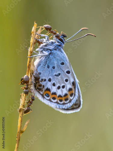 Картината върху платно Ants nursing Silver-studded blue butterfly