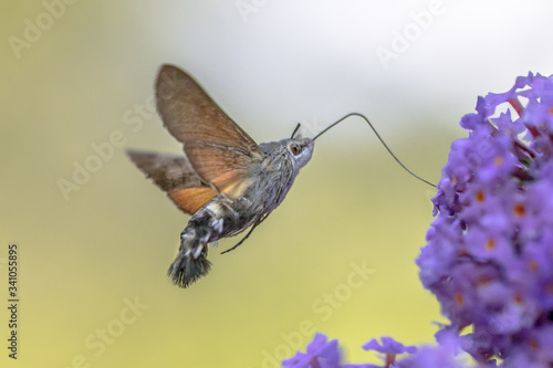 Hummingbird hawk moth butterfly