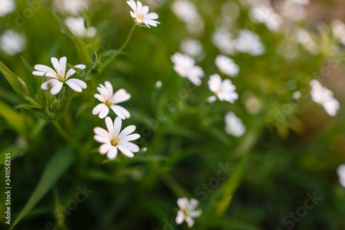 White spring flowers on a green grass