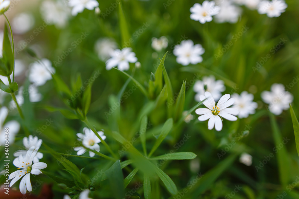 White spring flowers on a green grass White spring flowers on a green grass