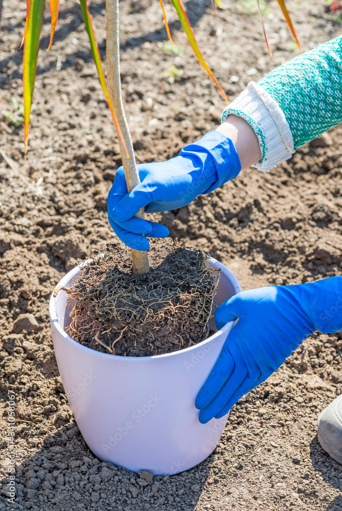 Gardener holds in hands home plant prepared for transplanting into a new pot. Repotting of plant showing roots in soil shaped like flower pot Gardener holds in hands home plant prepared for transplanting into a new pot. Repotting of plant showing roots in soil shaped like flower pot