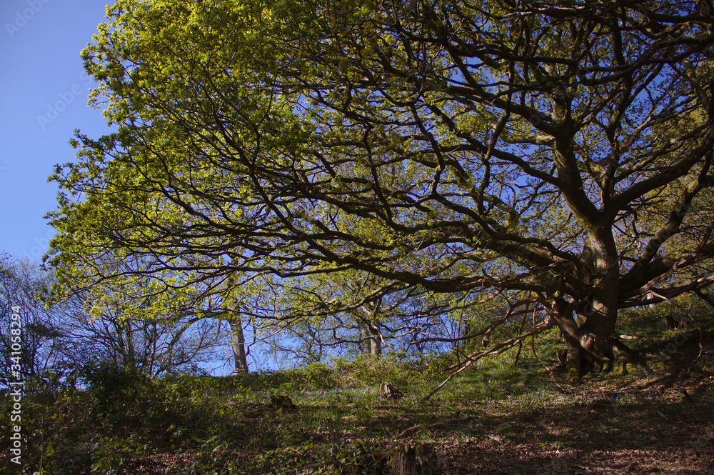oak tree and bluebells oak tree and bluebells