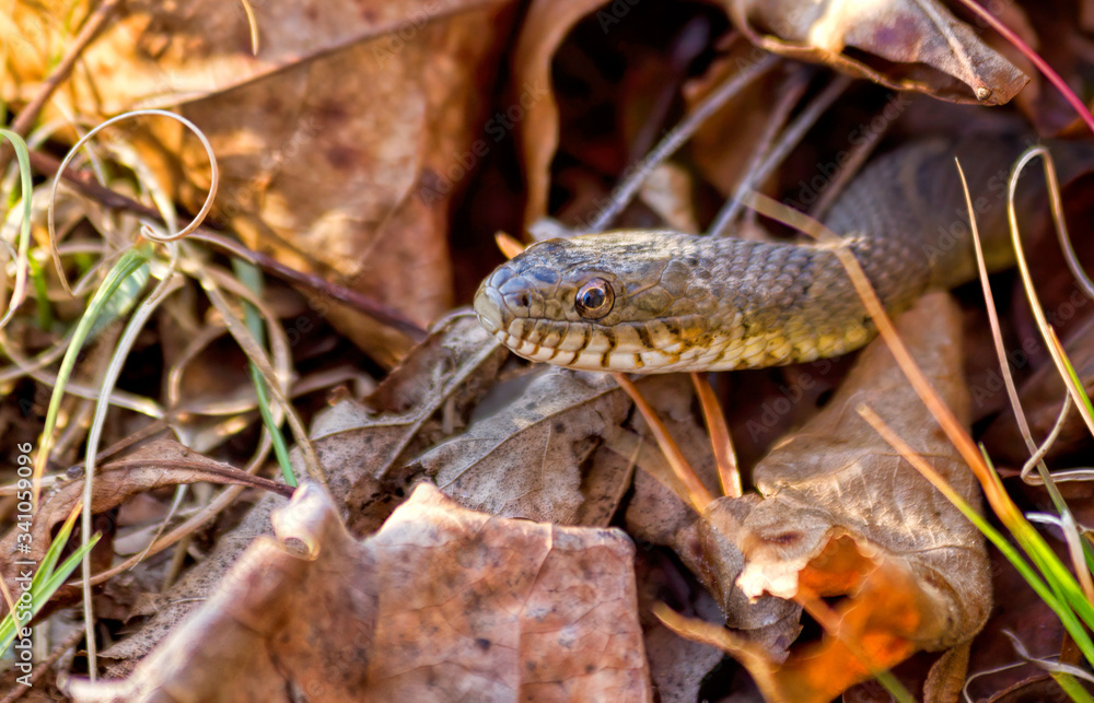 Fototapeta premium Snake Peeking Out