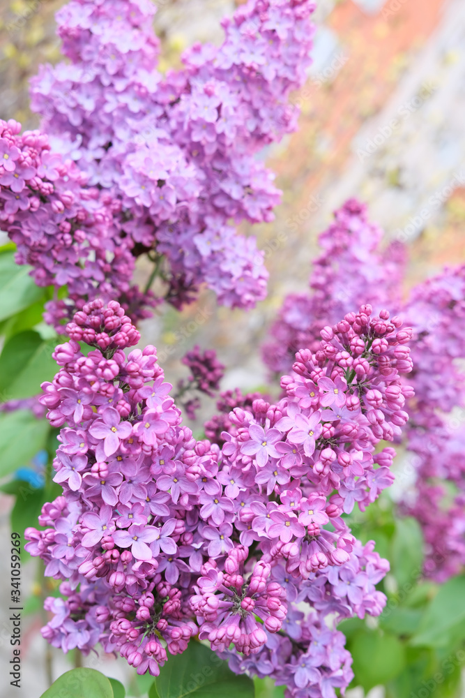 Fototapeta premium Branches of blooming lilacs, spring time
