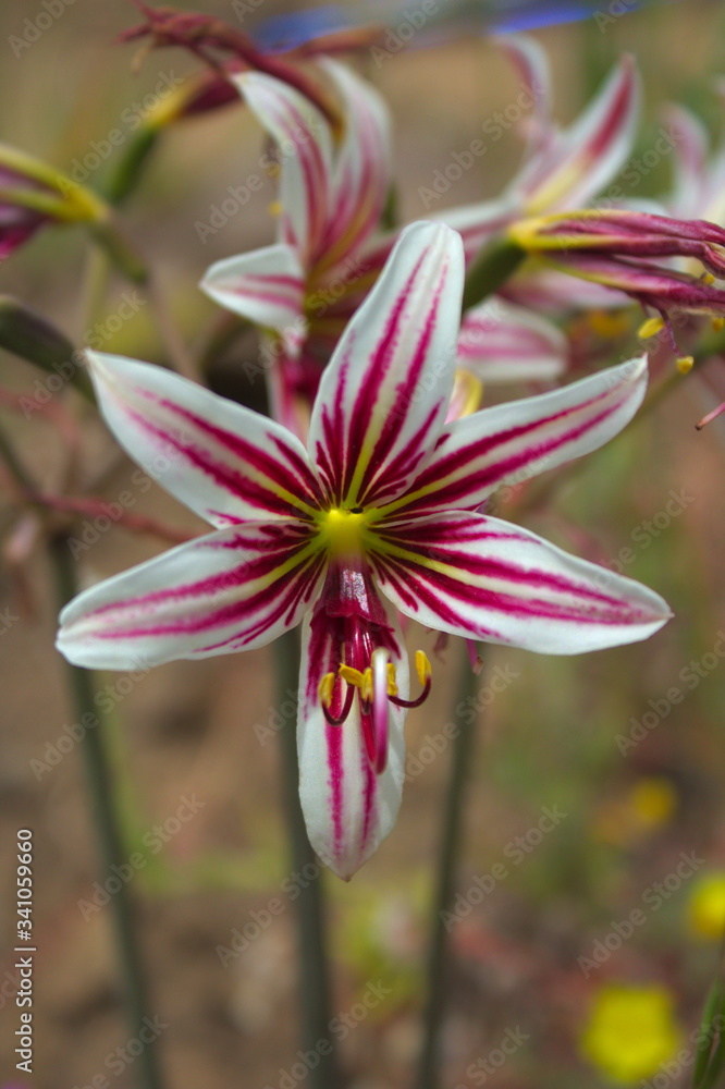 Fototapeta premium Spring Wild Flower Traubia modesta