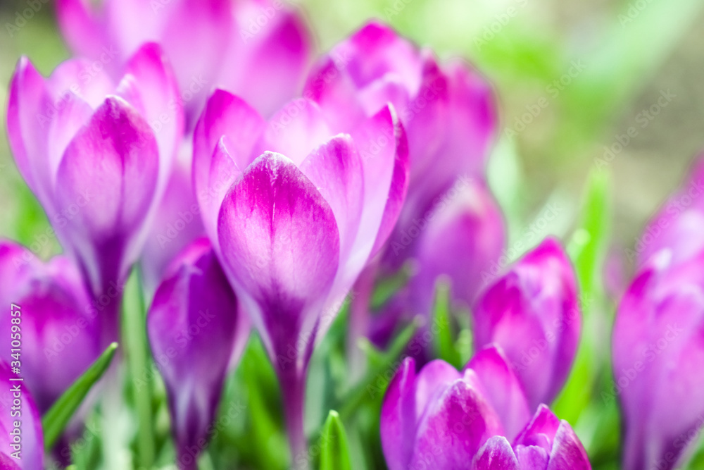 purple crocuses on a beautiful background purple crocuses on a beautiful background