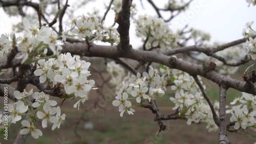 Blooming pear trees in the spring garden