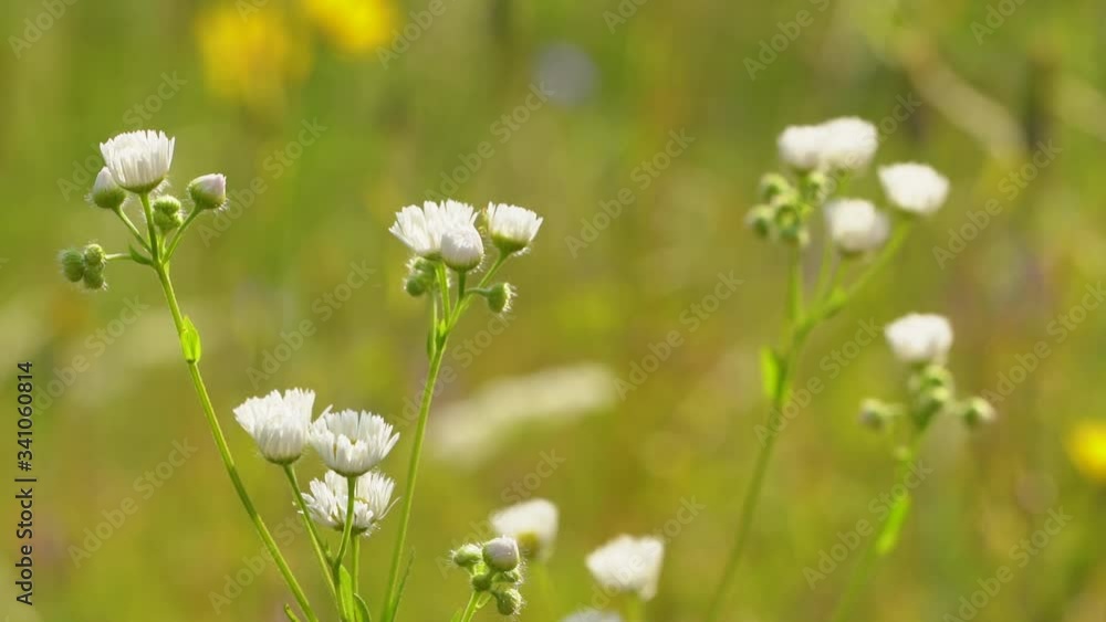 Closeup view video of beautiful small white delicate flowers growing in green summer meadow in countryside landscape Closeup view video of beautiful small white delicate flowers growing in green summer meadow in countryside landscape