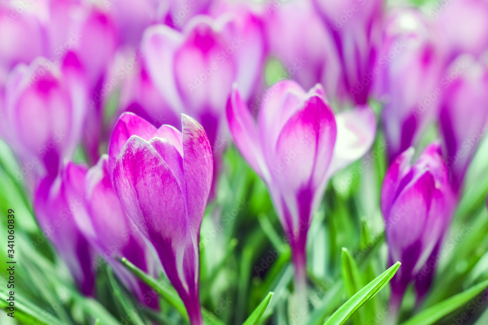 purple crocuses on a beautiful background