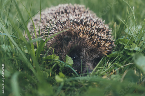 a series of photos with a hedgehog in the grass. Apples, leaves, hedgehog, summer