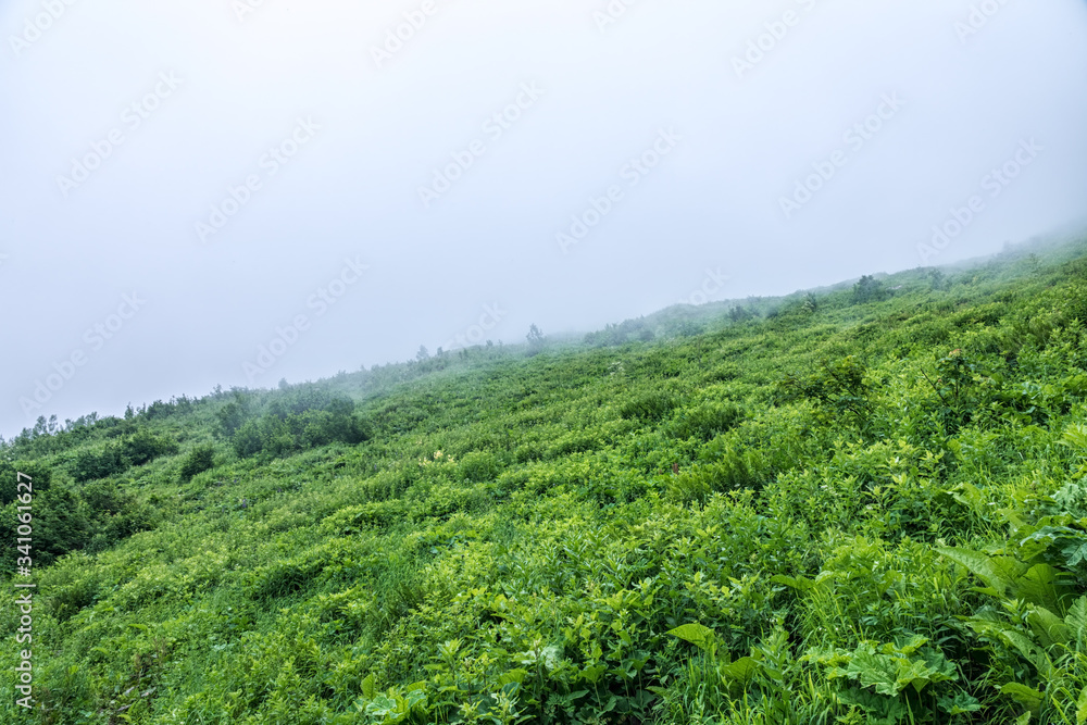 Green alpine meadow on the slope of the mountains in dense fog Green alpine meadow on the slope of the mountains in dense fog