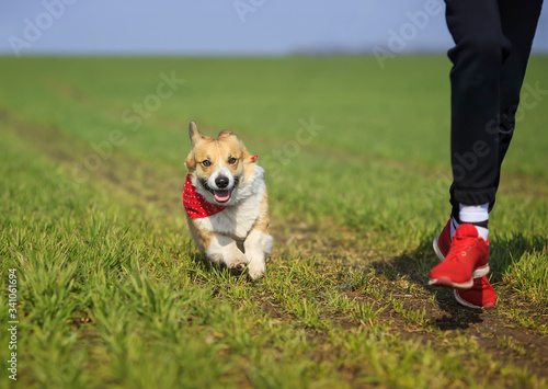 portrait Golden a puppy a dog a Corgi and a girl run amicably on a spring green meadow on a Sunny morning photo