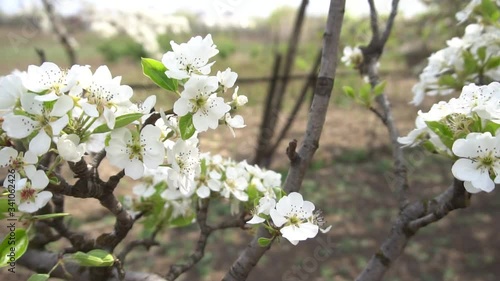 Blooming pear trees in the spring garden