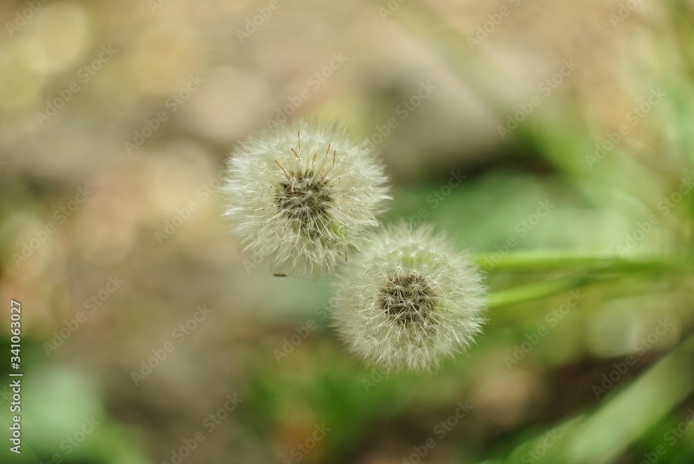 dandelion seed head