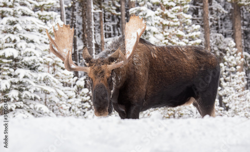 Moose in Snow in Jasper, Canada 