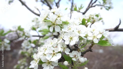 Blooming pear trees in the spring garden