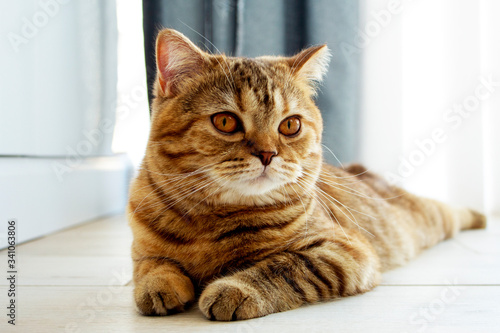 a beautiful ginger cat with big eyes lies on the floor