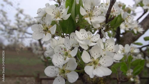 Blooming pear trees in the spring garden