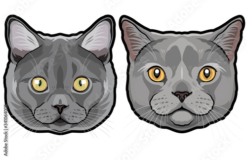 Realistic fur portrait of cute British shorthair cats isolated