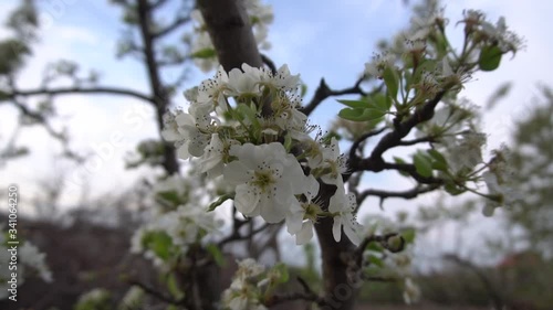 Blooming pear trees in the spring garden