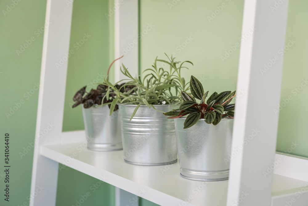 Different houseplants in galvanized pots Different houseplants in galvanized pots