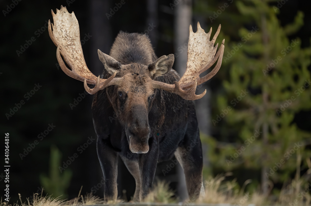 Fototapeta premium Moose in Snow in Jasper, Canada 
