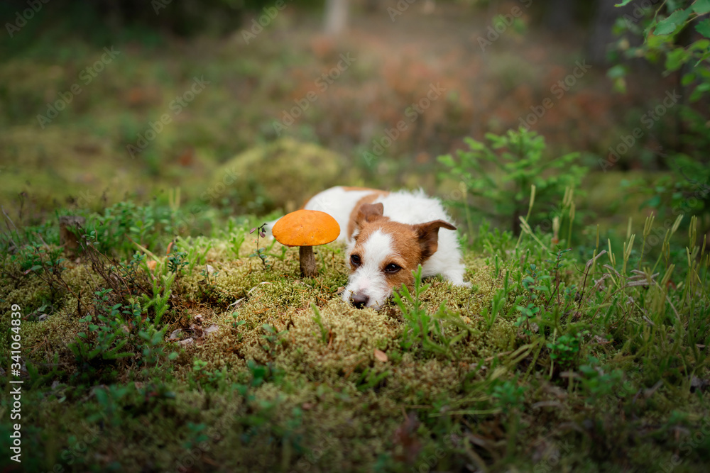 Cute dog top view. Funny jack russell terrier in the forest Cute dog top view. Funny jack russell terrier in the forest